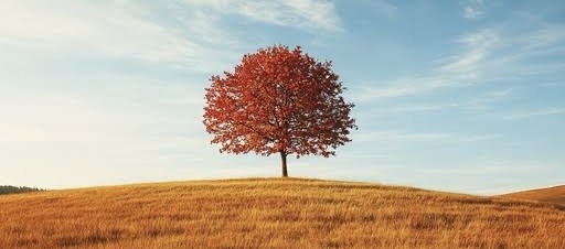 MAPLE TREE