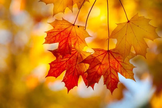 MAPLE LEAVES