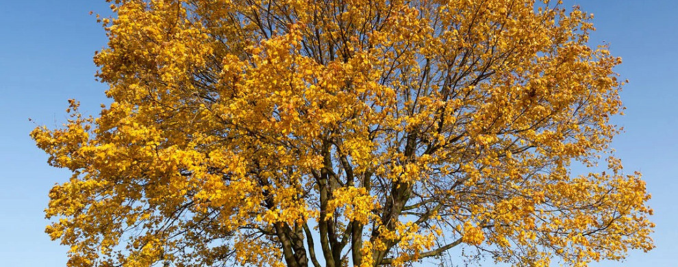 MAPLE 3