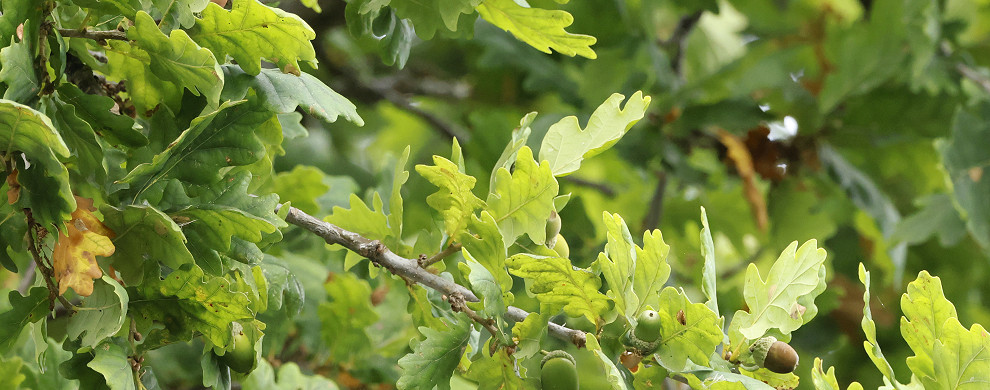 Oak Class 